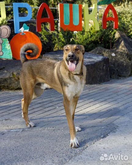 Собака в добрые руки отдам бесплатно