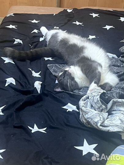 Кот В добрые руки