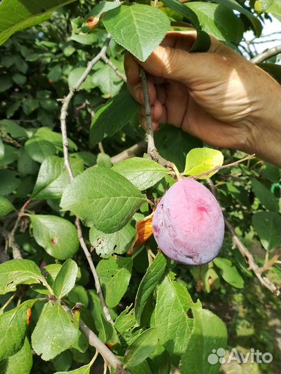 Саженцы сливы Ренклод