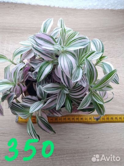 Традесканция, алоэ вера