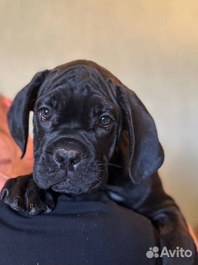 Кане Корсо девочка