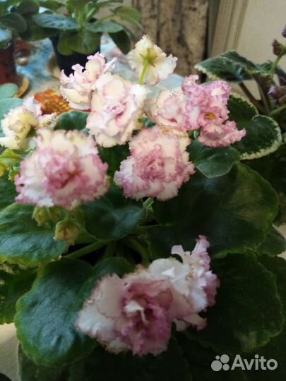 Сортовые фиалки