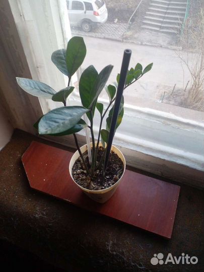 Замиокулькас - долларовое дерево