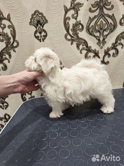 Мальтезе девочка Корейских кровей