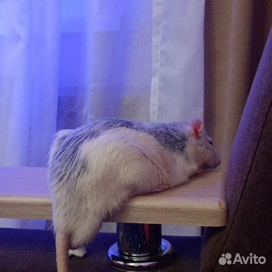 Крыса в добрые руки