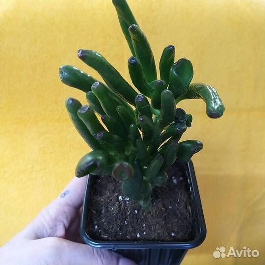 Крассула хоббит