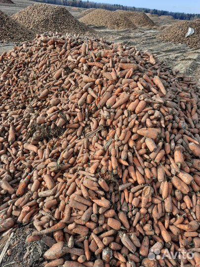 Морковь,картофель