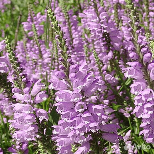 Многолетники для сада