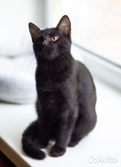 Котенок в добрые руки