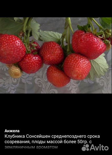 Рассада клубники
