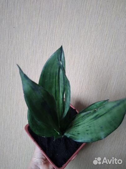 Комнатные цветы, Санса муншайн мутант бразилиан