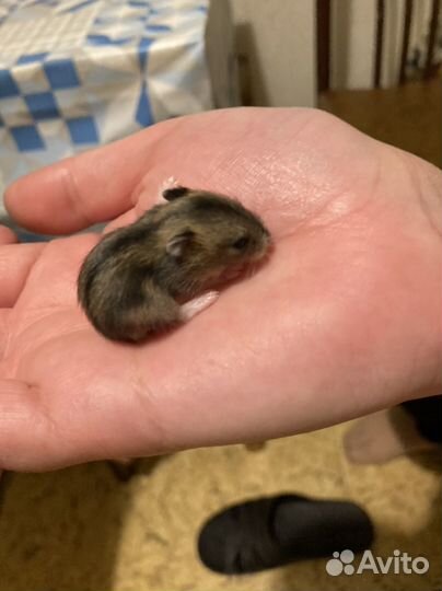 Джунгарский хомяк