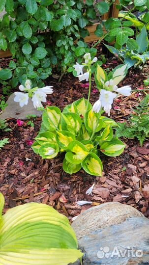 Хоста sunset grooves