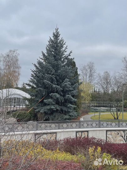 Ель голубая