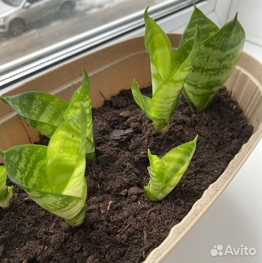 Сансиеверия отростки