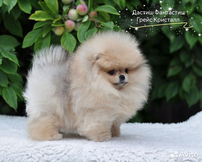 Микро девочка Померанский Шпиц