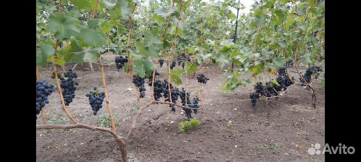 Саженцы винограда