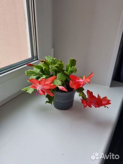 Декабрист шлюмбергера