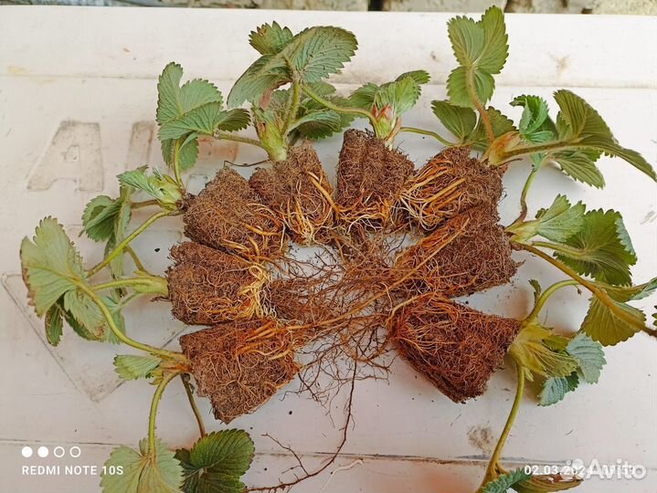 Рассада клубники клери