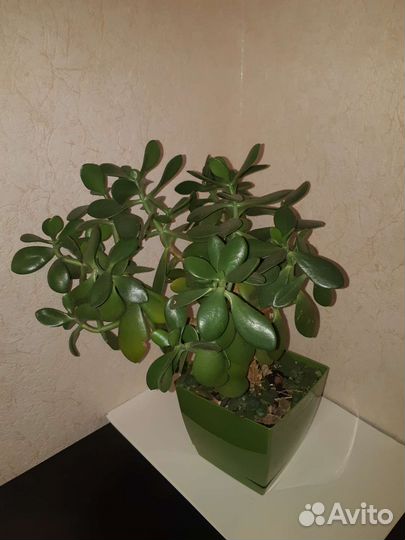 Денежное дерево