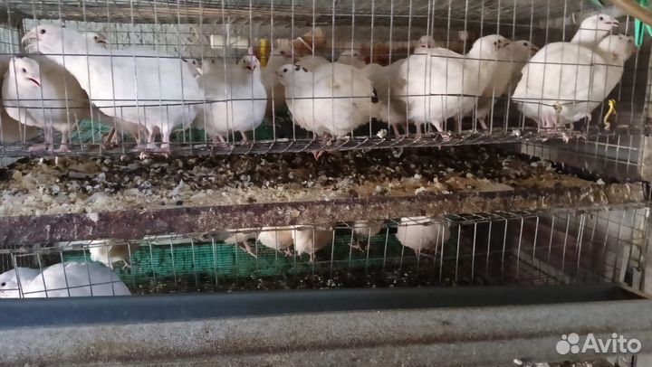 Цыплята перепела 