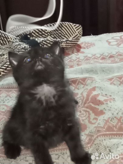 Черный котенок
