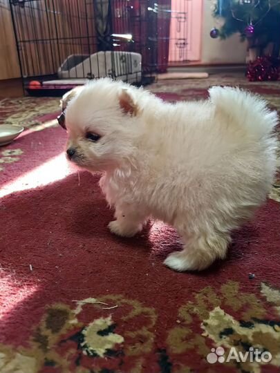 Щенки шпица