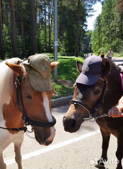 Катания на лошадях и пони