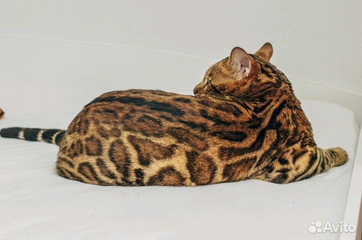 Кот бенгал вязка