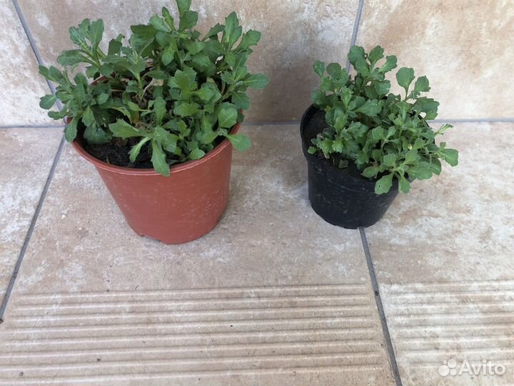 Обриета (многолетник )