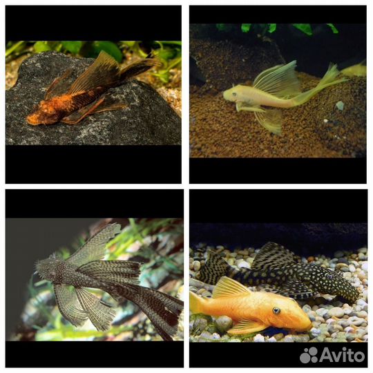 Аквариумные рыбки