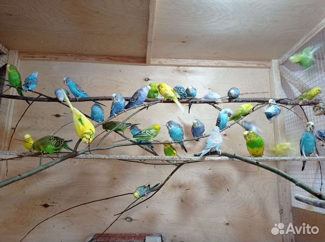 Волнистый попугай