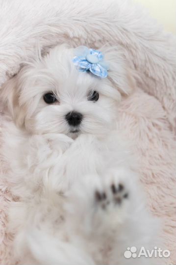 Мальтийская болонка