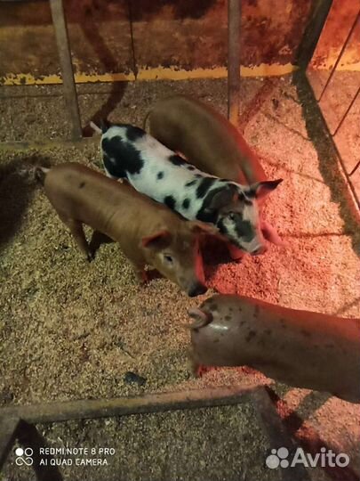 Поросята дюрок с питреном