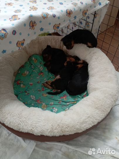 Йоркширский терьер мини беби фейс щенки