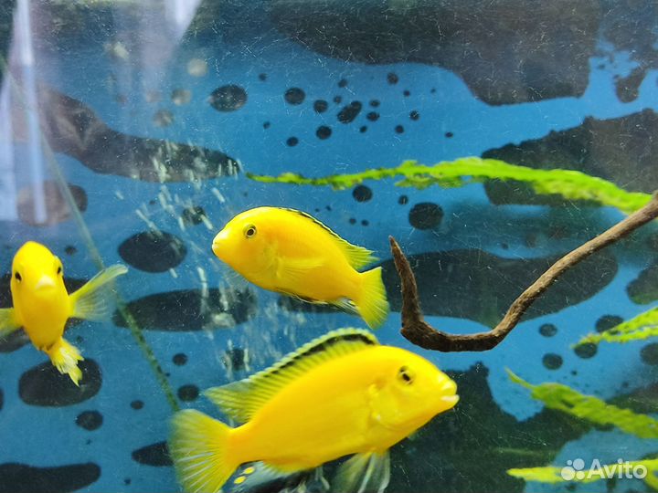 Еллоу самец