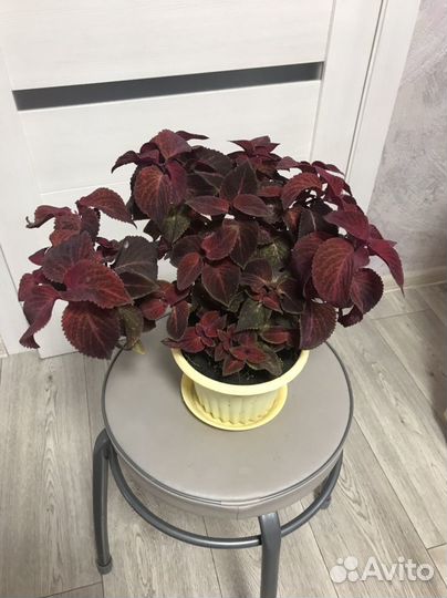 Колеусы вегетативные