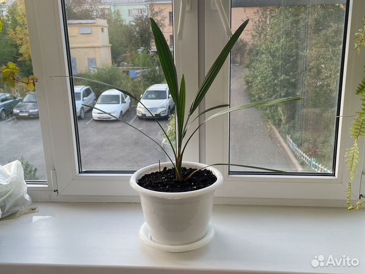 Финиковая пальма