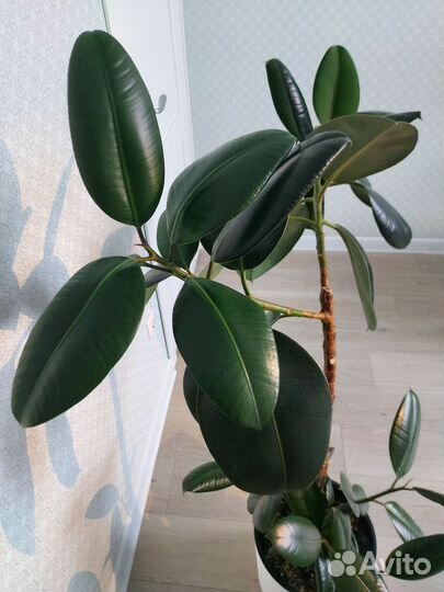 Фикус Elastica Burgundy (эластика)