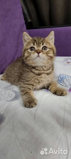 Британские котята