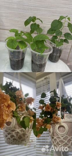 Черенки бугенвилии