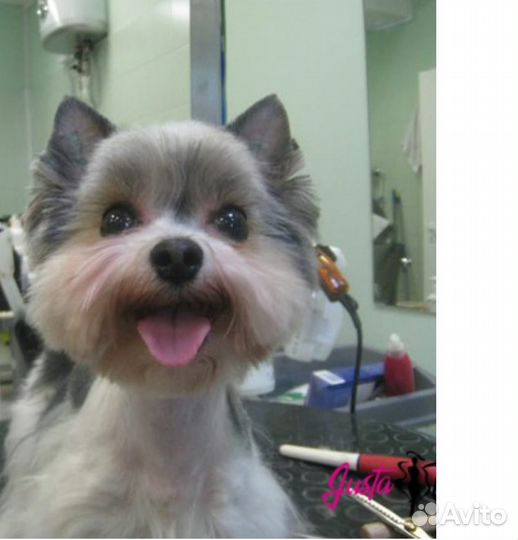 Груминг собак и кошек