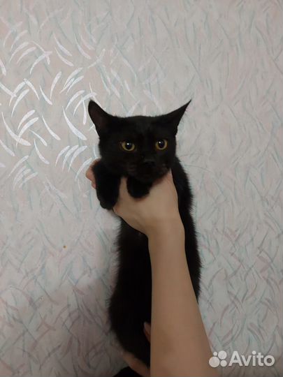 В добрые руки котики