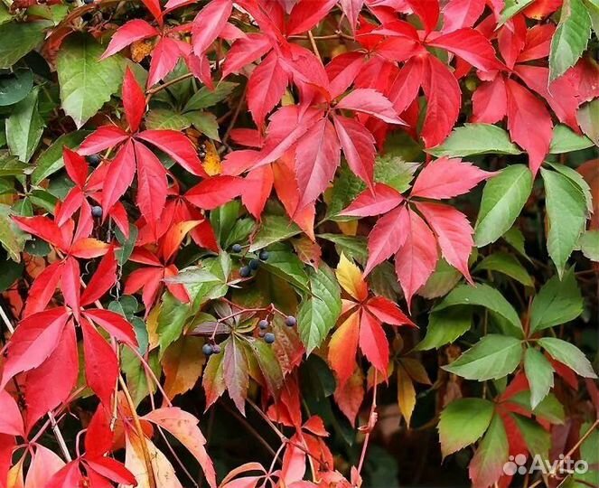 Саженцы девичий виноград