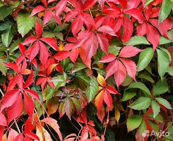 Саженцы девичий виноград