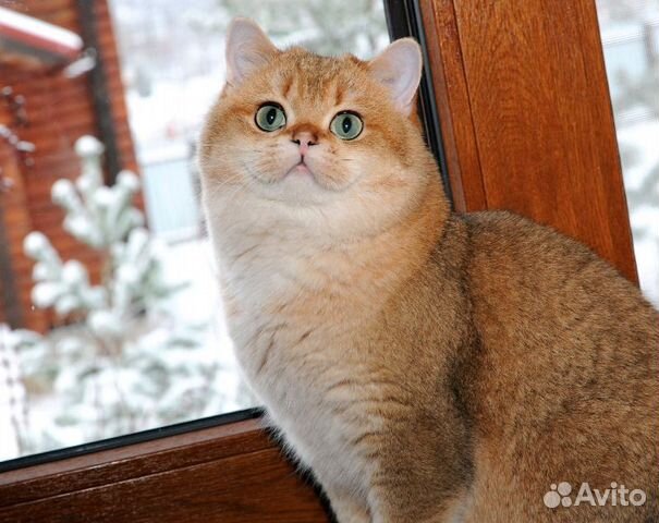 Клубный золотой британец