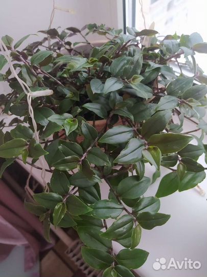 Традесканция Гринн Хилл