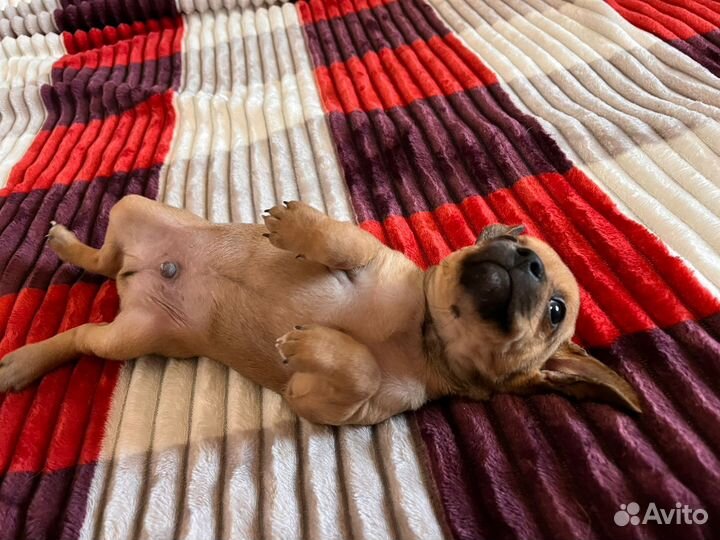 Той-терьер щенки