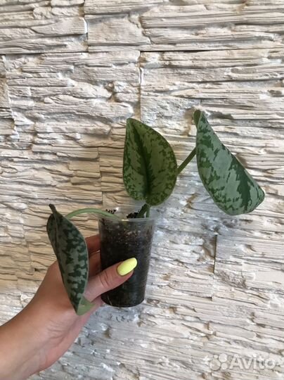 Сциндапсус пиктус треби