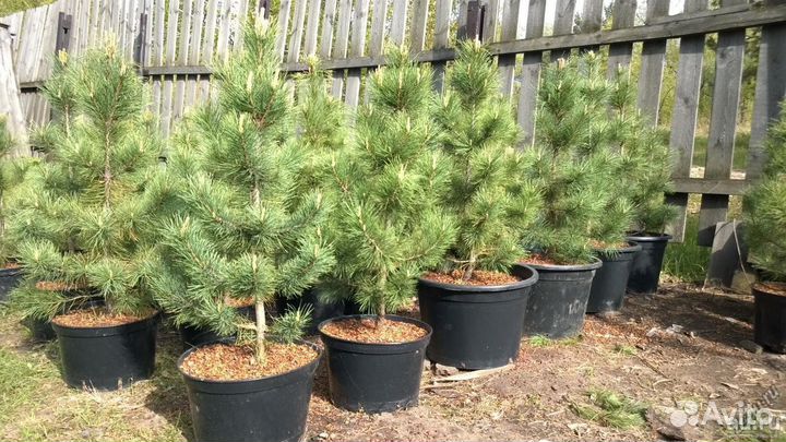 Саженцы кедров, сосны, ели, туи, можжевельники